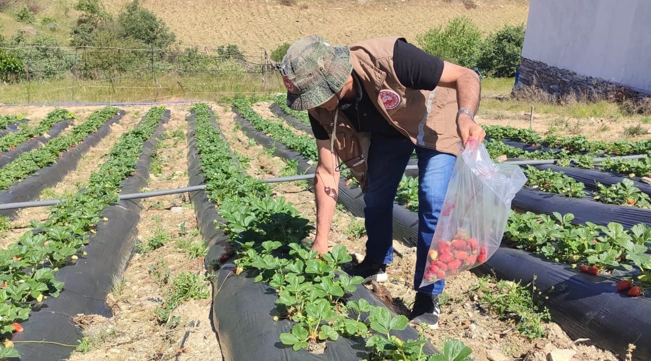 Hasat Öncesi Pestisit Denetimi Yapıldı (1)