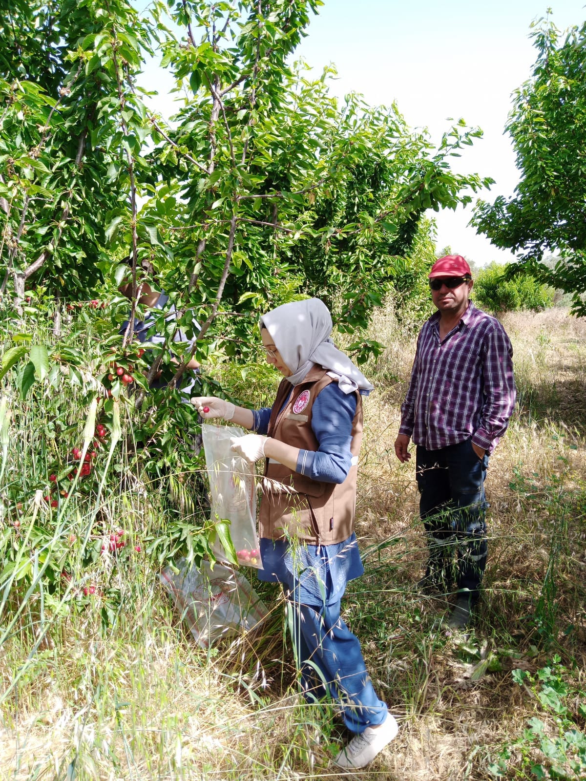 Hasat Öncesi Pestisit Denetimi Yapıldı (2)