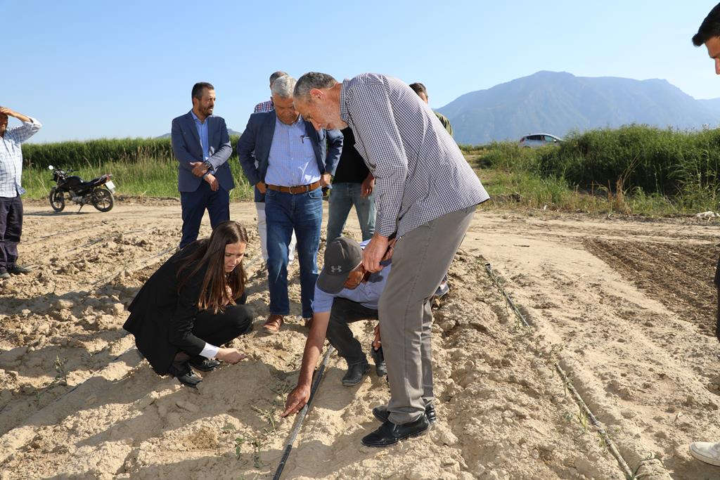 Durbay Bağlarda Dolu Vuran Ürünleri Inceledi (3)