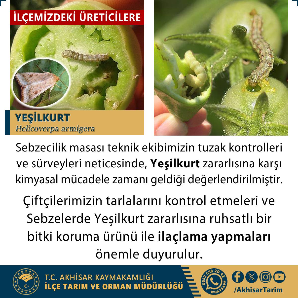 Üreticilere Yeşilkurt Zararı Için Uyarı Yapıldı