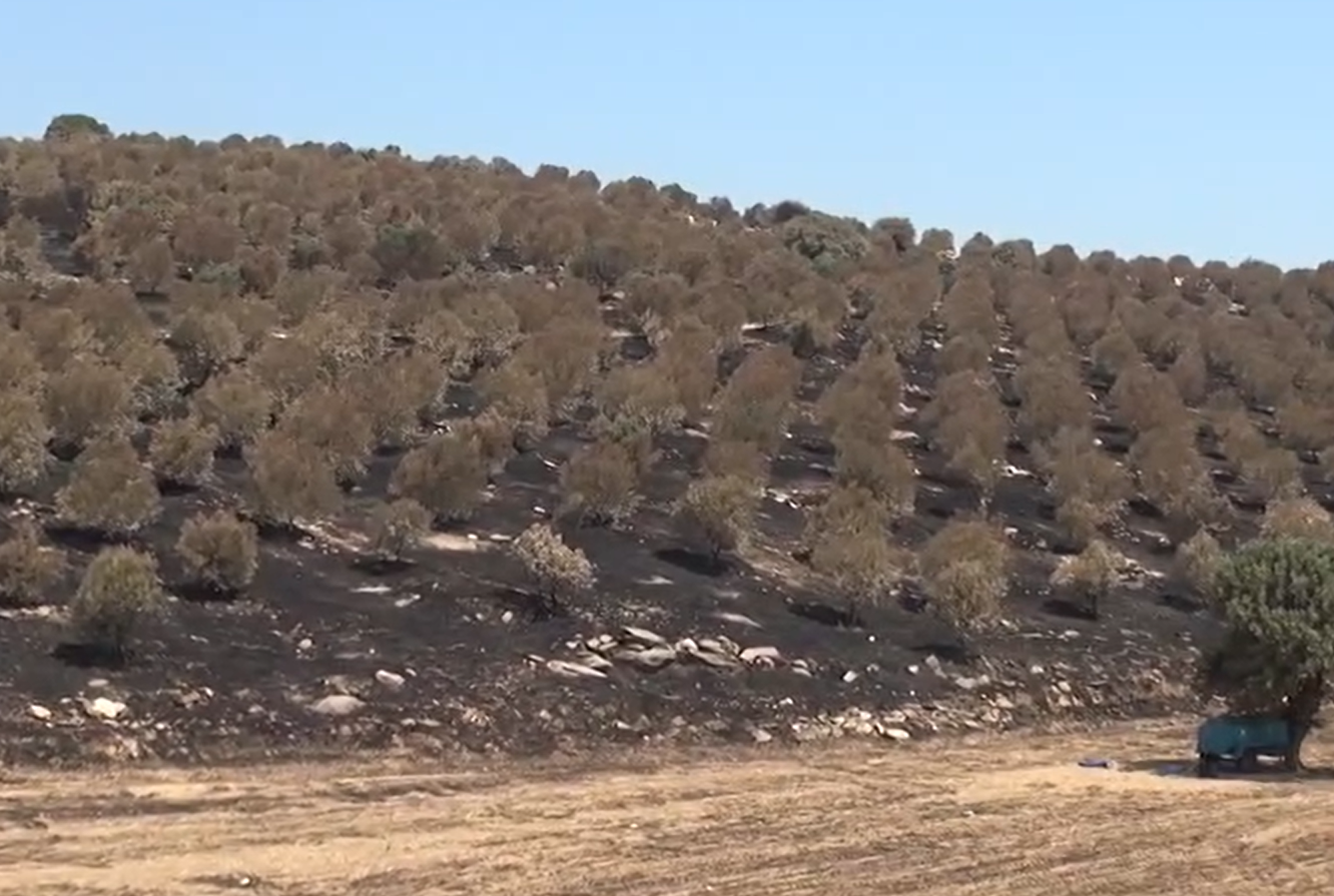 Yangında Mağdur Olan Üreticilere 10 Ton Yem Desteği (2)