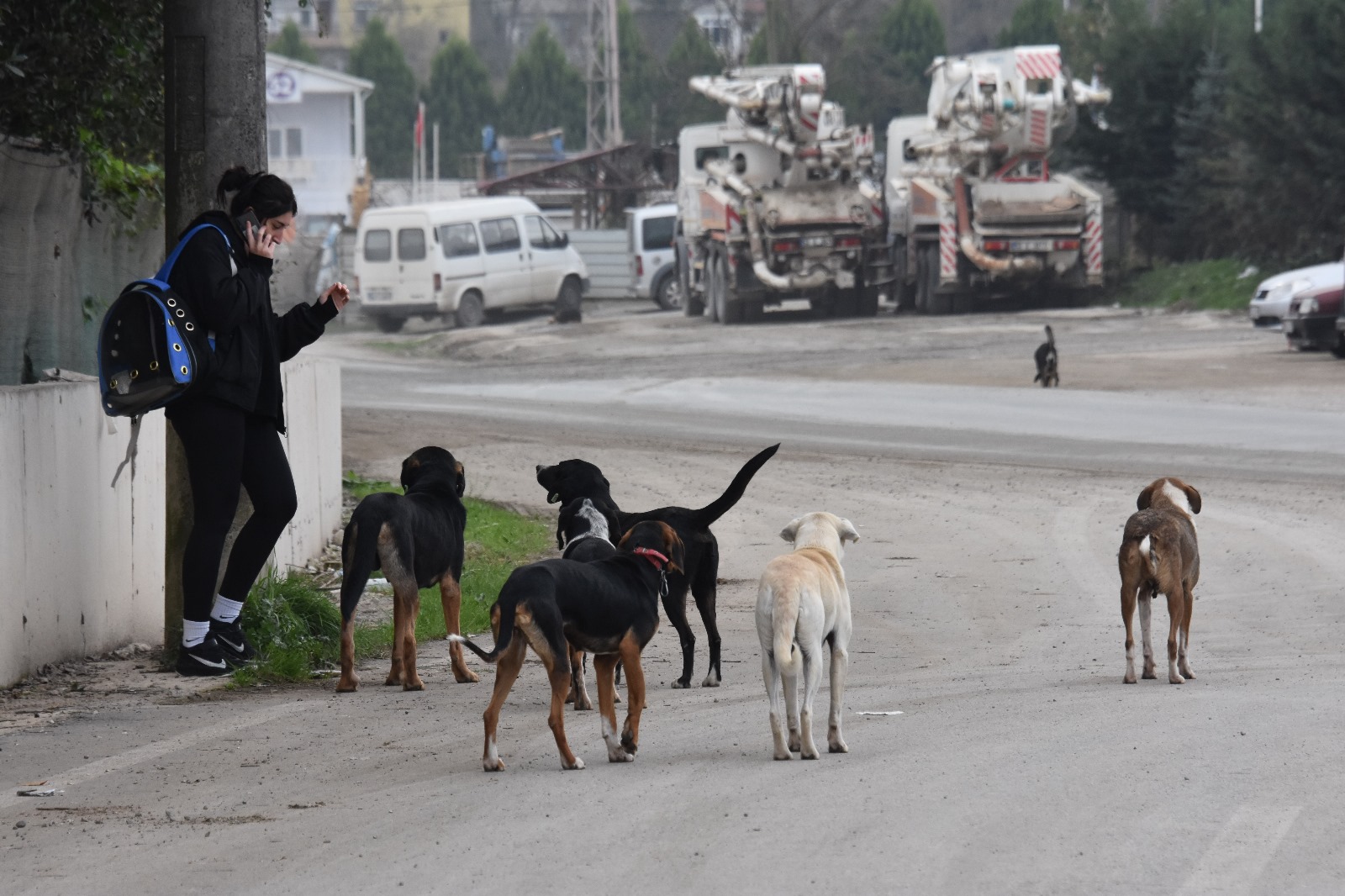 Uzman Isimden Sokak Hayvanları Yorumu  “Zararı Olanlar Uyutulmalı” (2)