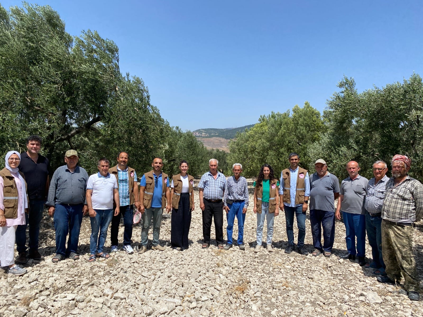 Manisa’da Zeytin Sineğiyle Mücadele (2)