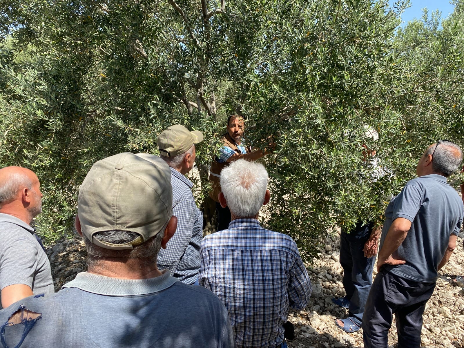 Manisa’da Zeytin Sineğiyle Mücadele (4)