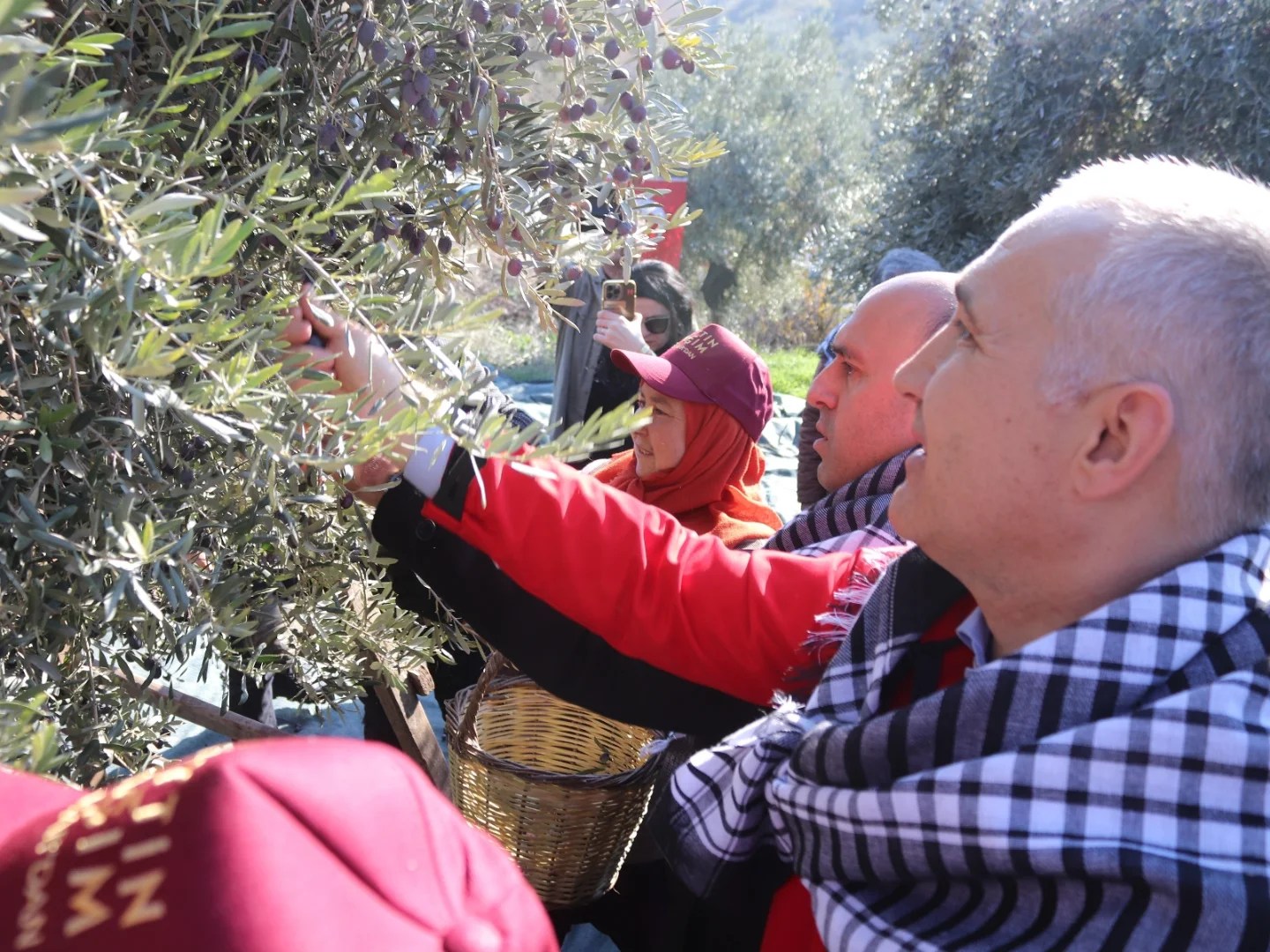 İl Müdürü Öztürk Akhisar’da Zeytin Hasadına Katıldı4