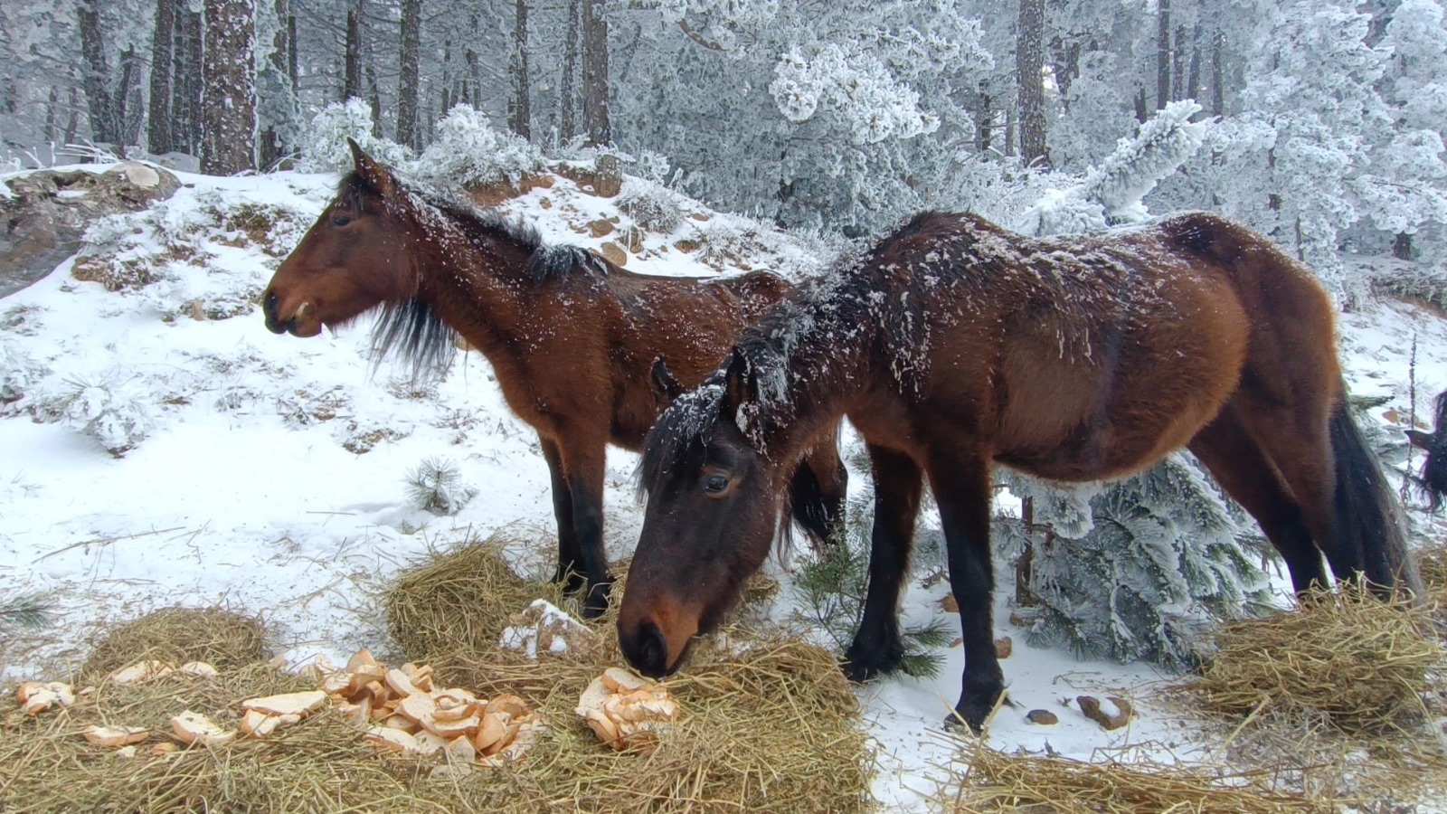 Beyaz Spil’in Kara Talihi! (4)