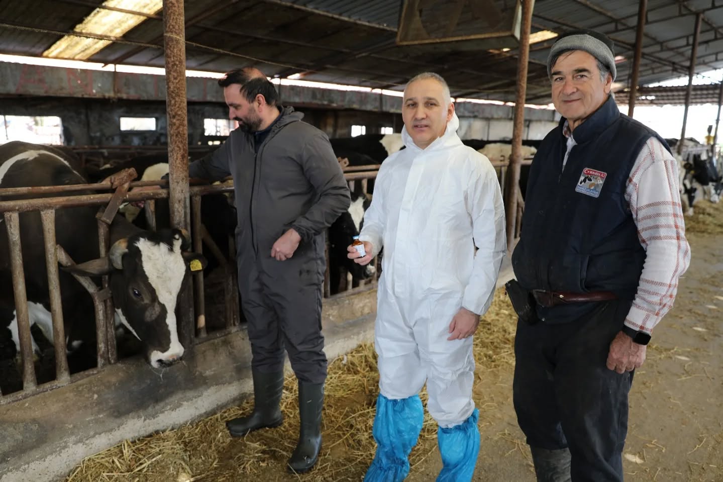 Manisa'da Büyükbaş Hayvanlar İçin Şap Aşılama Seferberliği Başladı (1)