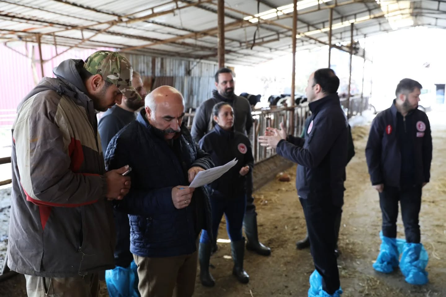 Manisa'da Büyükbaş Hayvanlar İçin Şap Aşılama Seferberliği Başladı (3)