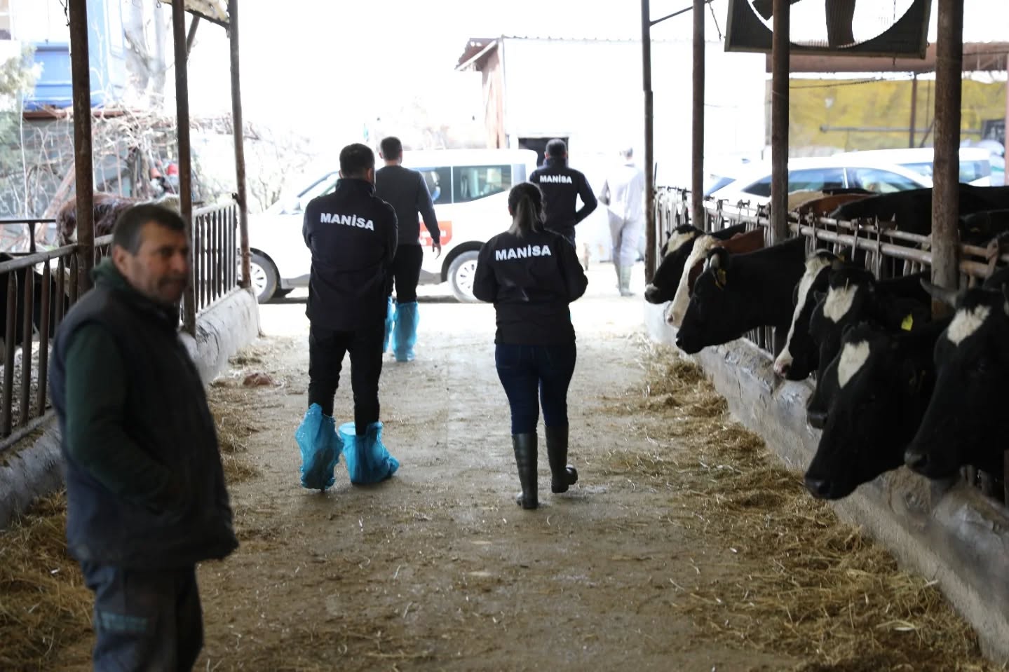 Manisa'da Büyükbaş Hayvanlar İçin Şap Aşılama Seferberliği Başladı (5)