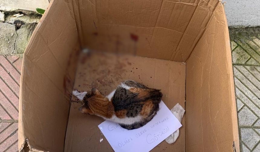Manisa’da Vicdansızlık! Kedi Ölüme Terk Edildi (1)