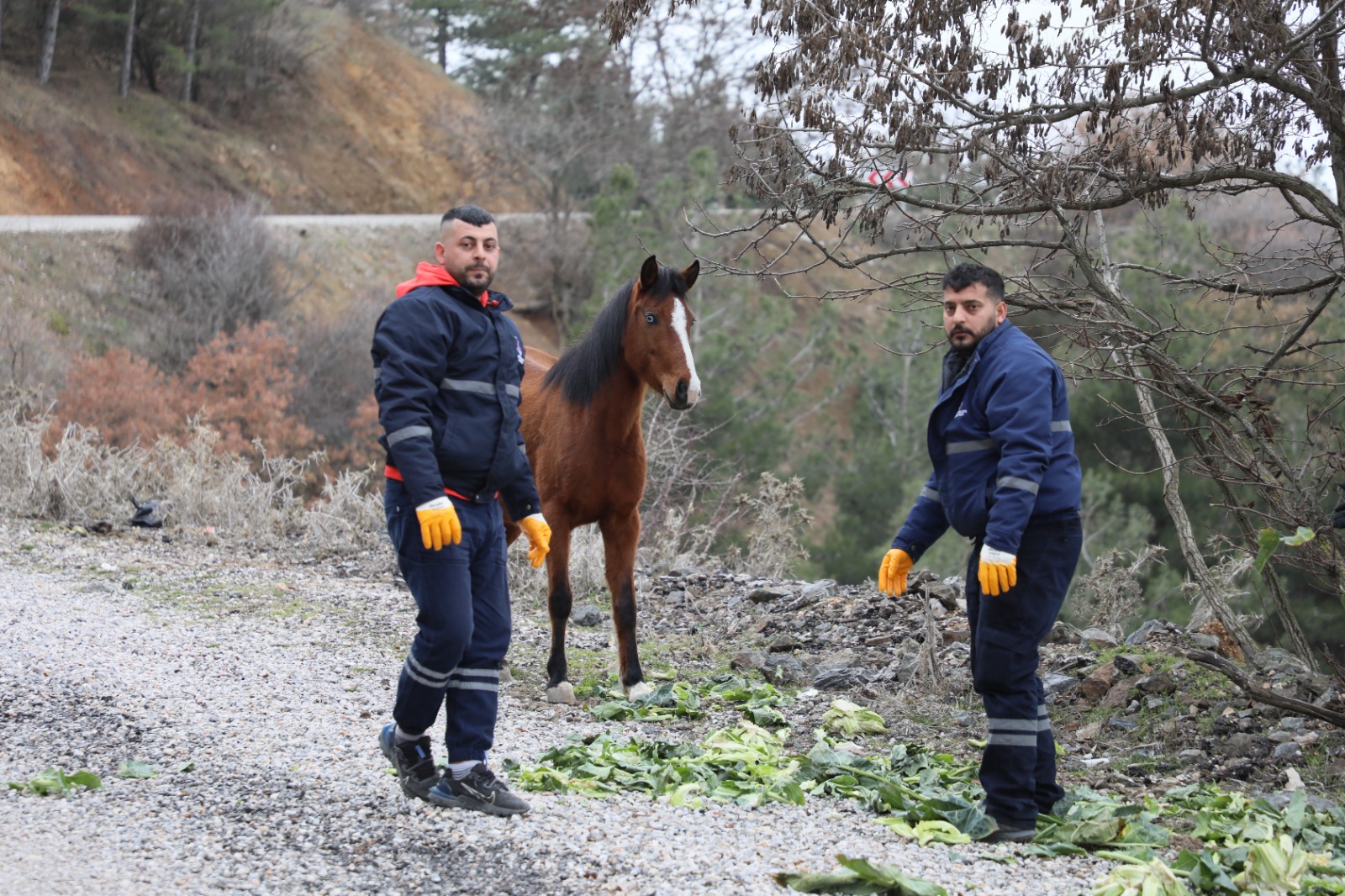 Şehzadelerden Yılkı Atlarına Kış Destegi (4)