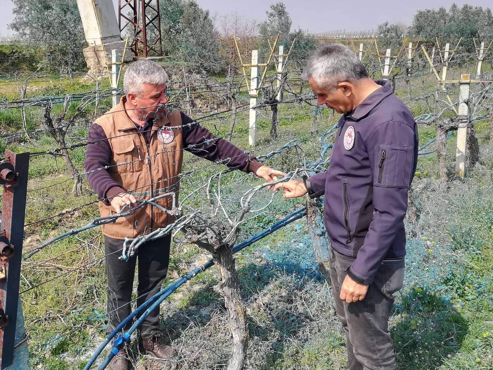 Bağcılık Masası (3)