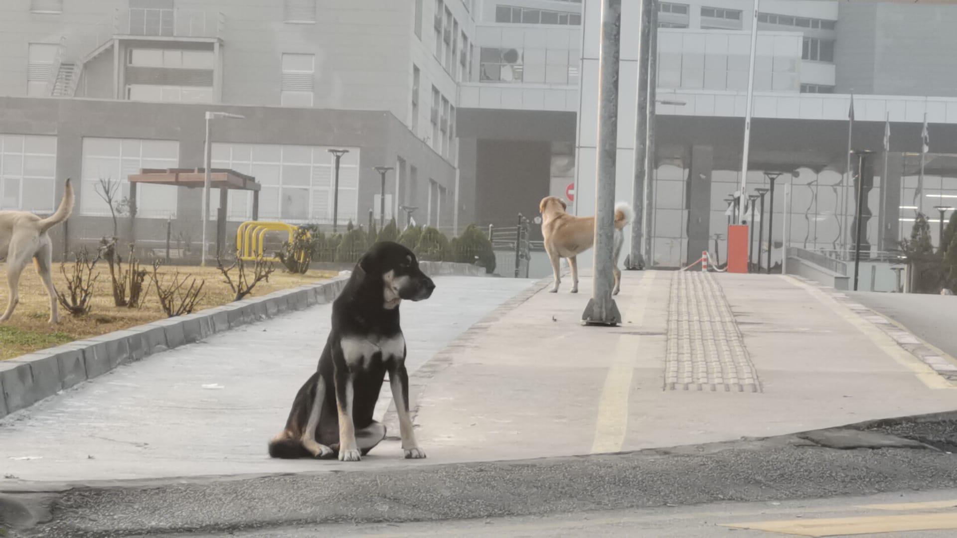 Manisa’da Köpek Sürüleri Korku Saçıyor (1)
