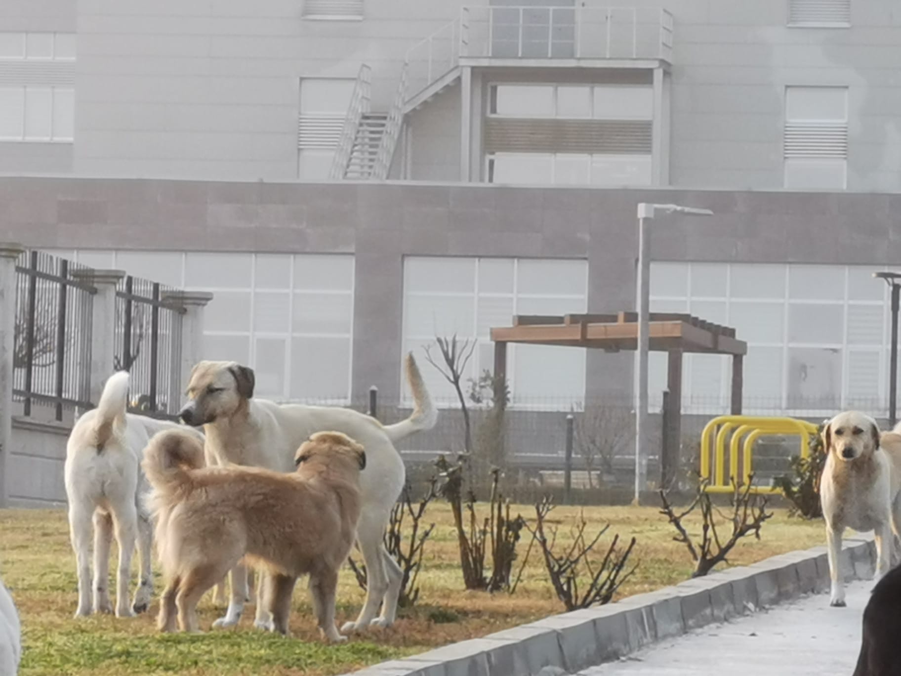 Manisa’da Köpek Sürüleri Korku Saçıyor (3)