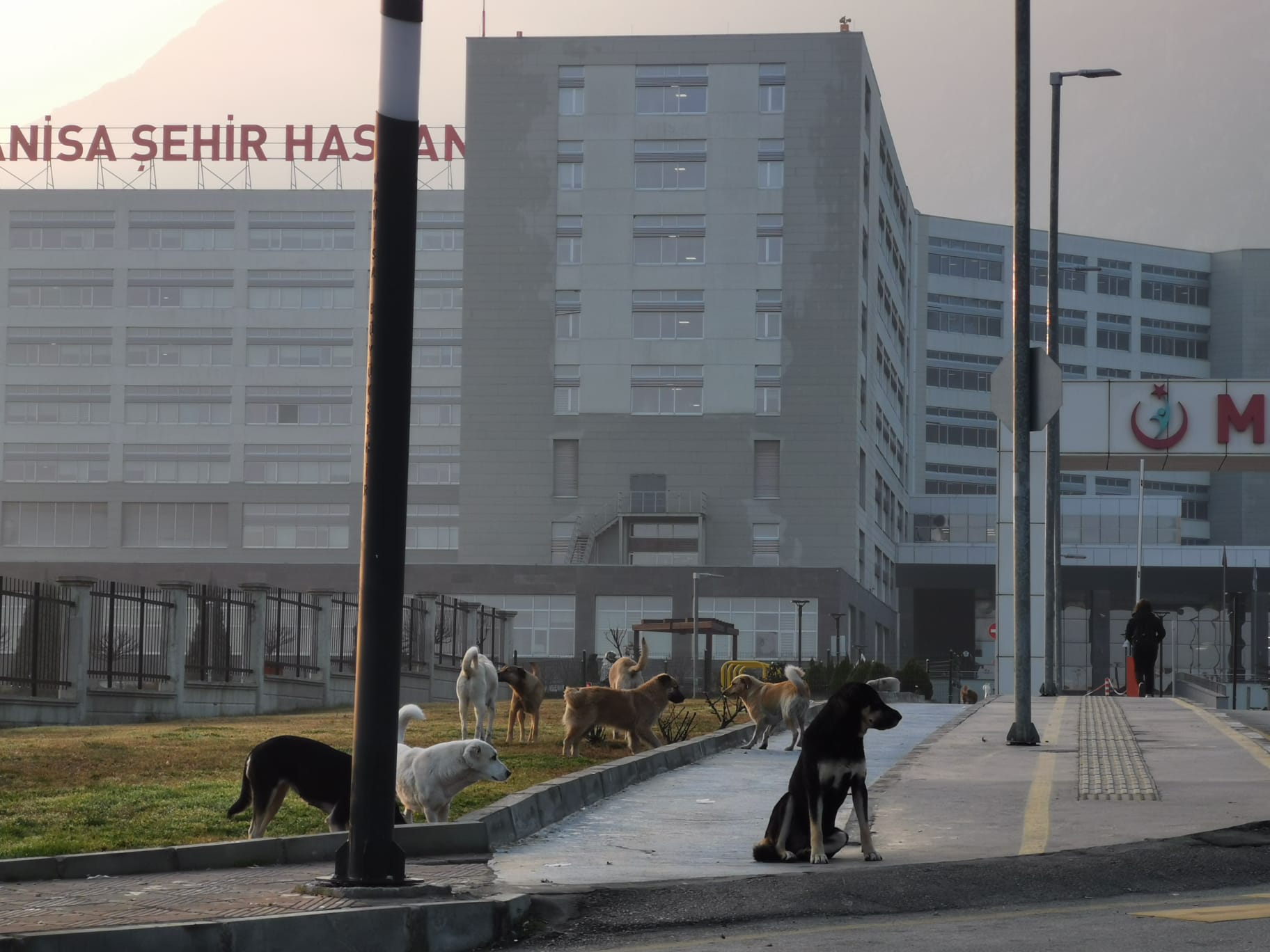 Manisa’da Köpek Sürüleri Korku Saçıyor (6)