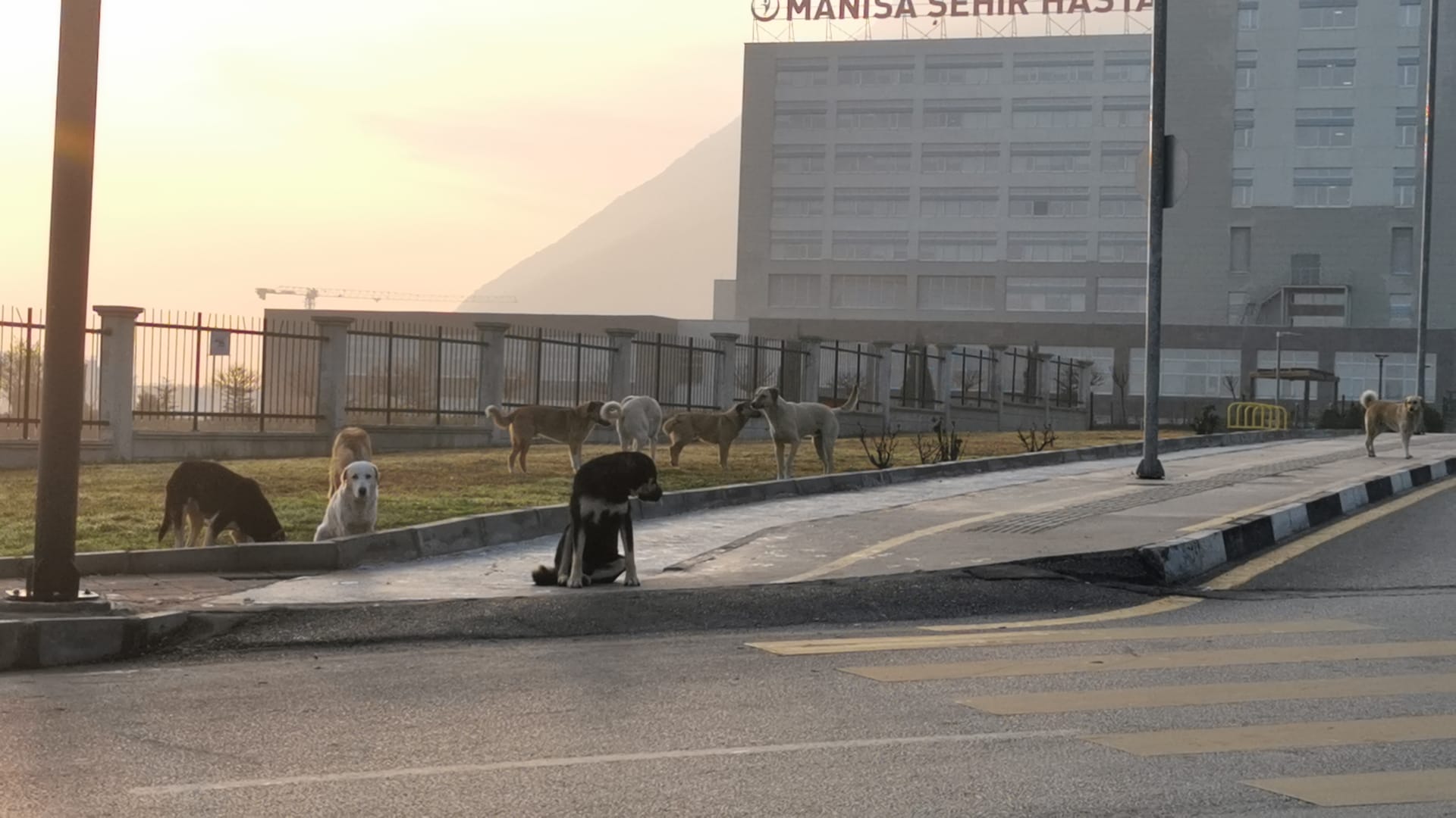 Manisa’da Köpek Sürüleri Korku Saçıyor (7)