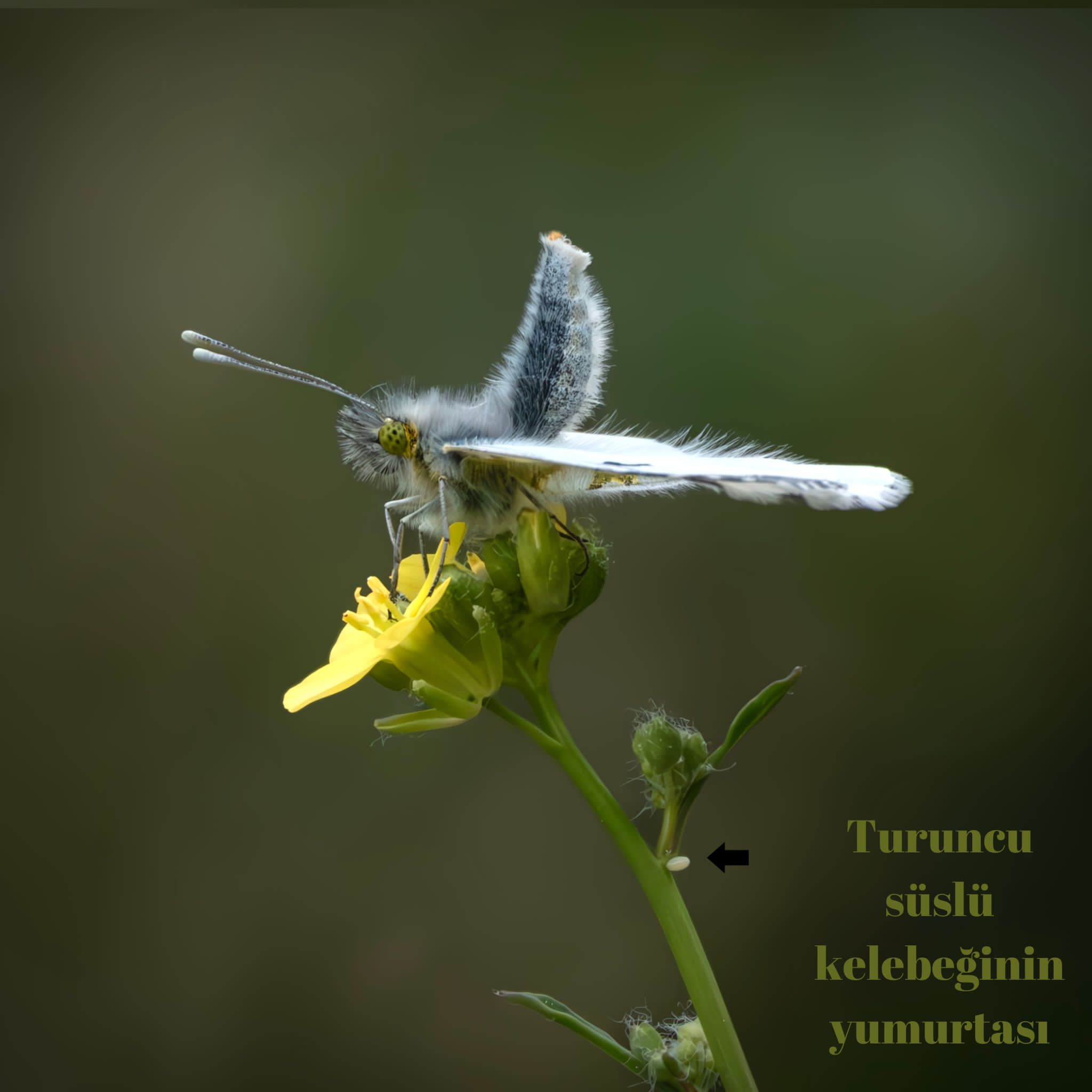 Baharın Müjdecisi (5)