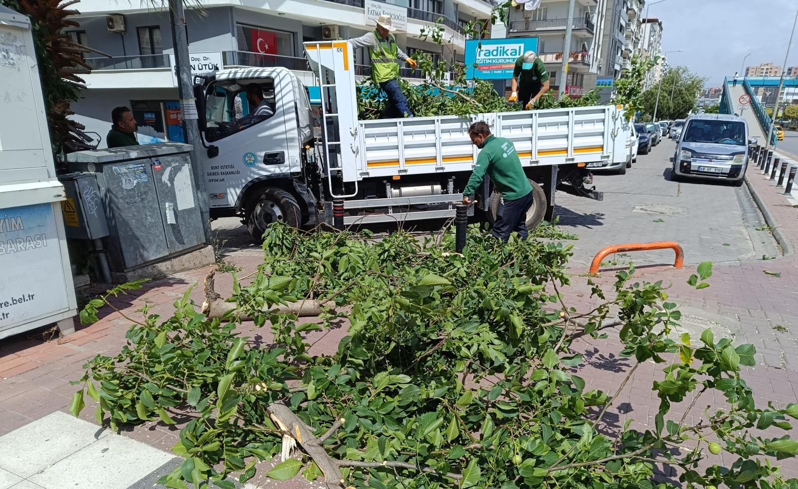 Fırtınanın Zarar Verdiği Ağaçlar Kaldırıldı (1)