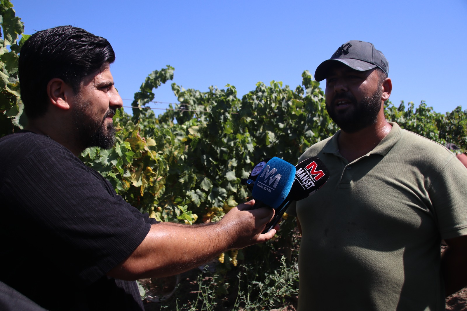 Mani̇sanin İlk Üzüm Hasati Başlado (3)