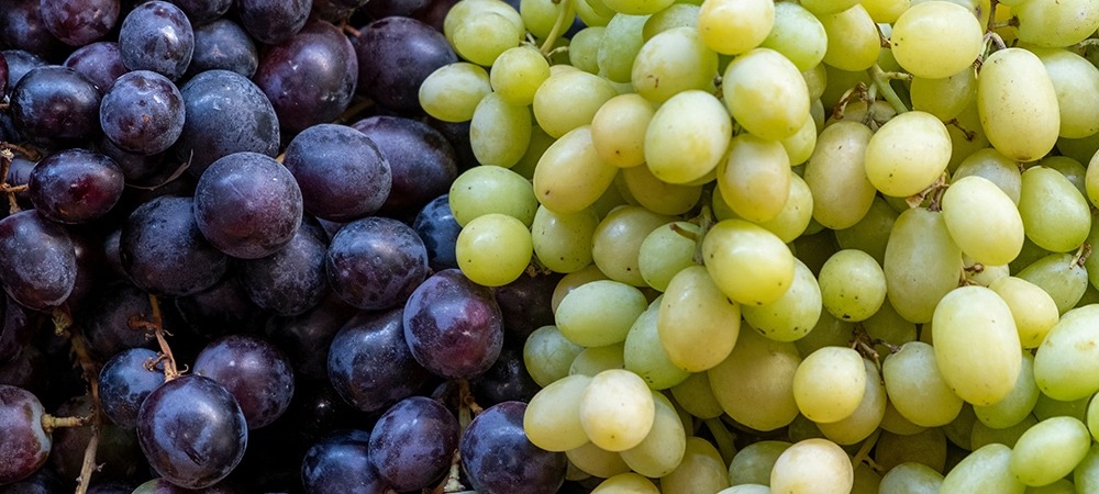 Manisa Bağlarında Üzüm Zamanı Hasatta Bunlara Dikkat! (1)