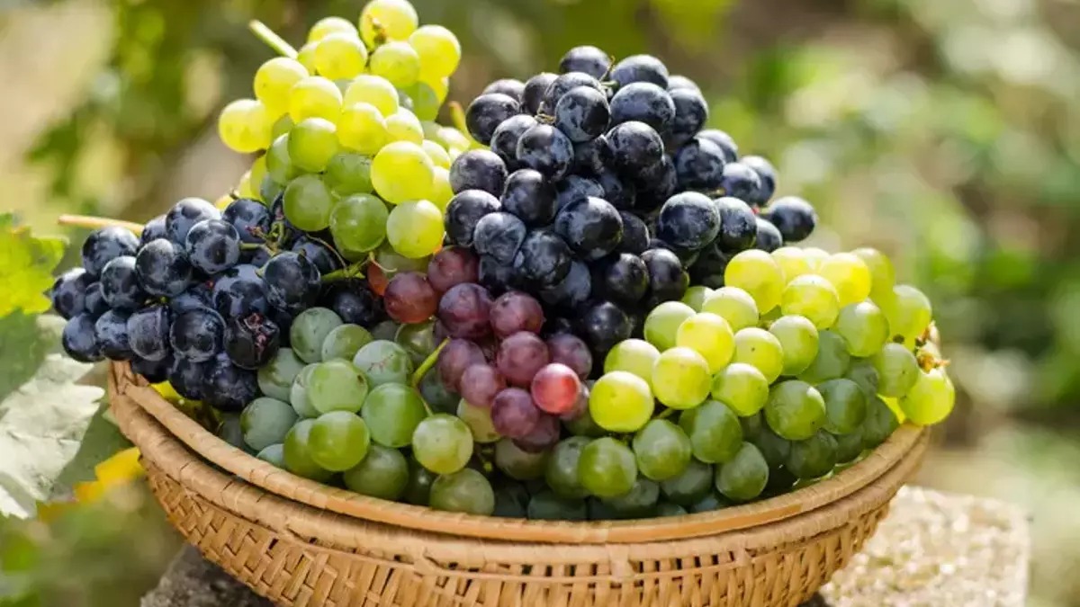 Manisa Bağlarında Üzüm Zamanı Hasatta Bunlara Dikkat! (2)