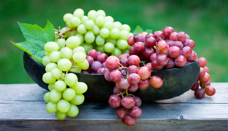 Manisa Bağlarında Üzüm Zamanı Hasatta Bunlara Dikkat! (3)