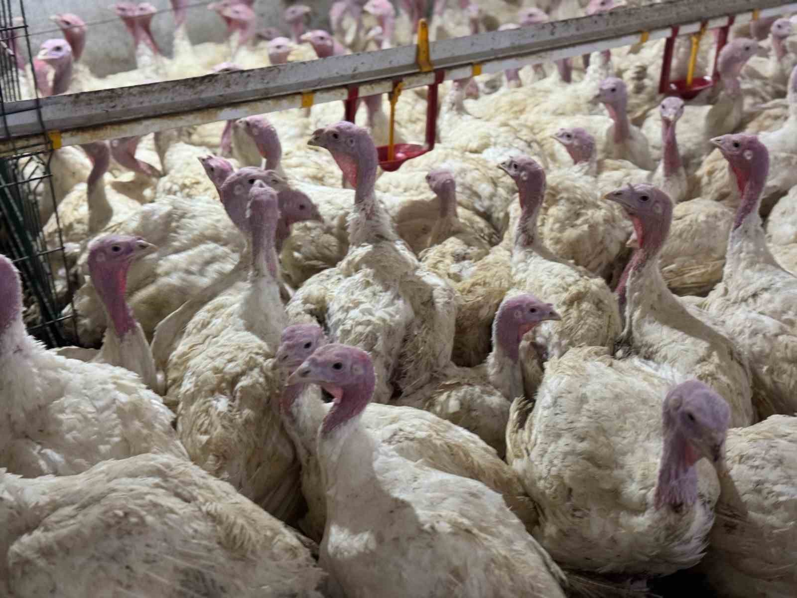 Manisa Hindi Yetiştiriciliğinde Türkiye’nin Lideri Oldu (1)