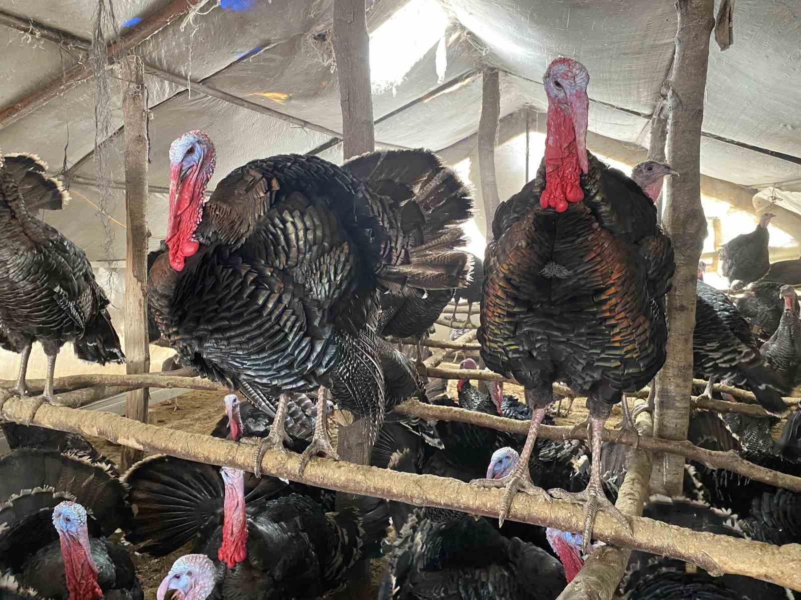 Manisa Hindi Yetiştiriciliğinde Türkiye’nin Lideri Oldu (2)