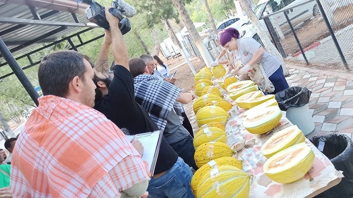 Manisada Kavun Festivali Için Geri Sayım Başladı (1)