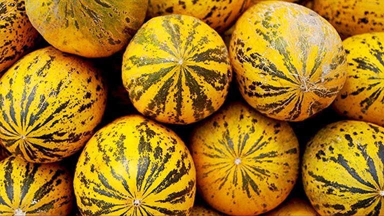 Manisada Kavun Festivali Için Geri Sayım Başladı (2)