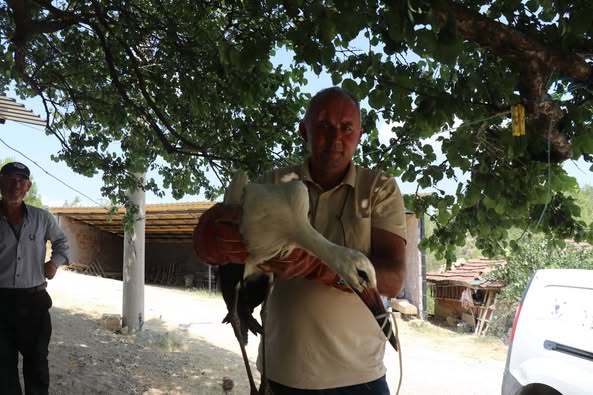 Manisa’da Yürek Isıtan Haber Yaralı Leyleğe Şefkat Eli (1)-1