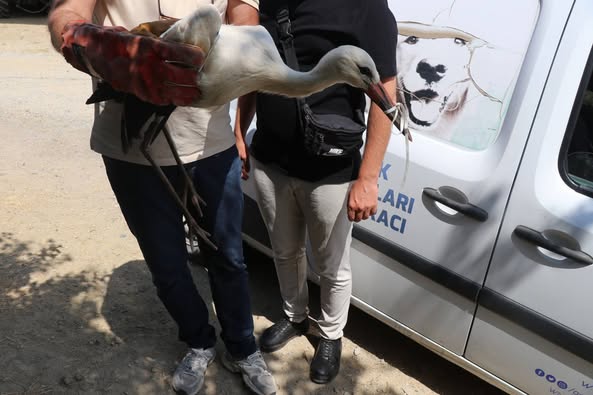 Manisa’da Yürek Isıtan Haber Yaralı Leyleğe Şefkat Eli (2)