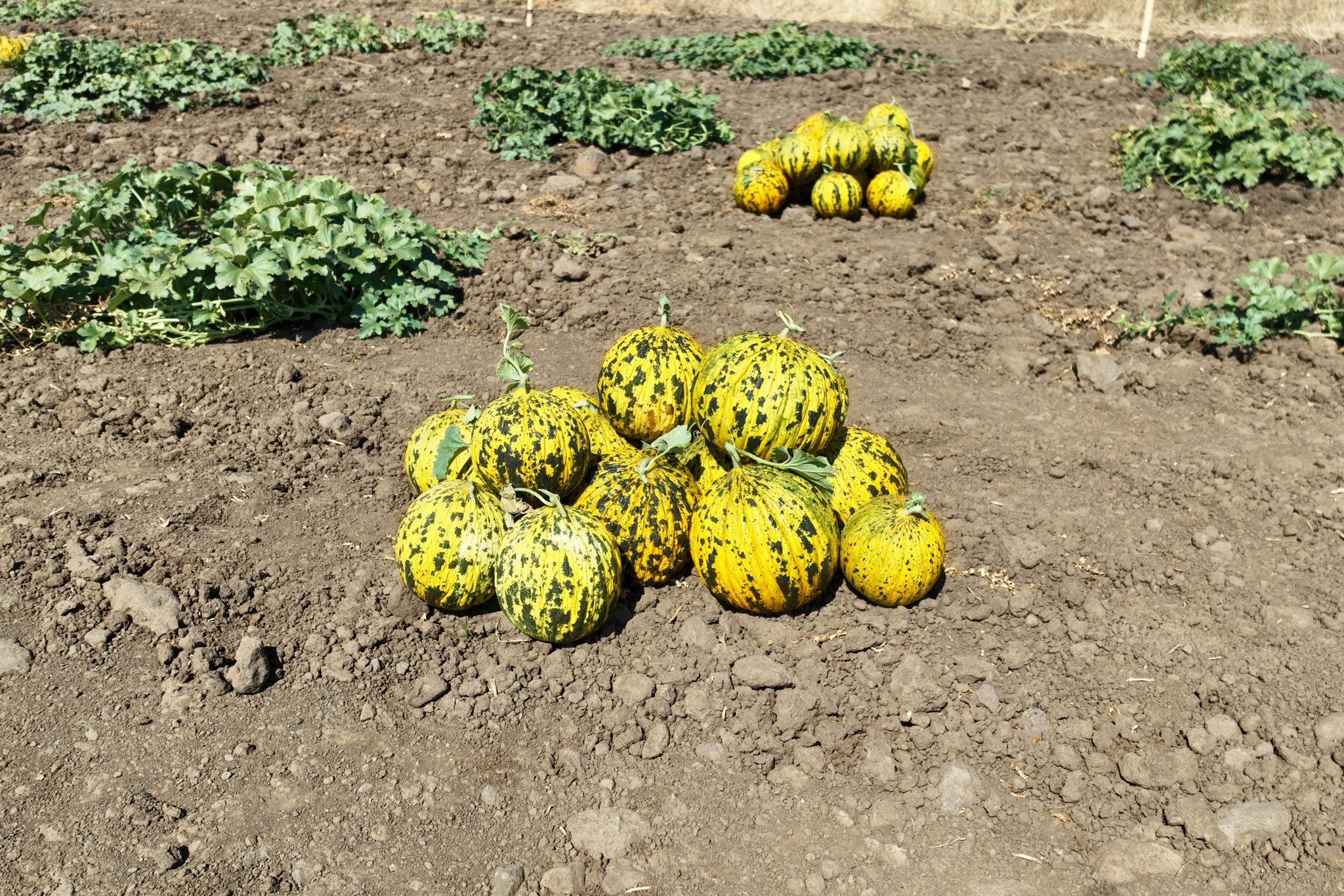 538160776 1104528025197929 5616786669091246427 N