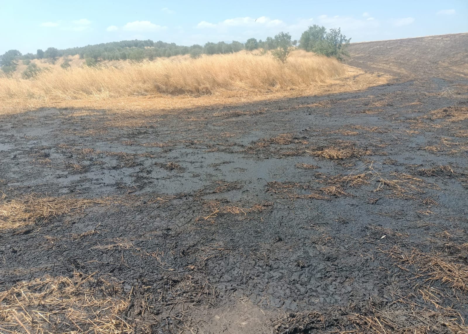 Büyükşehir Doğa Için Nöbette (3)