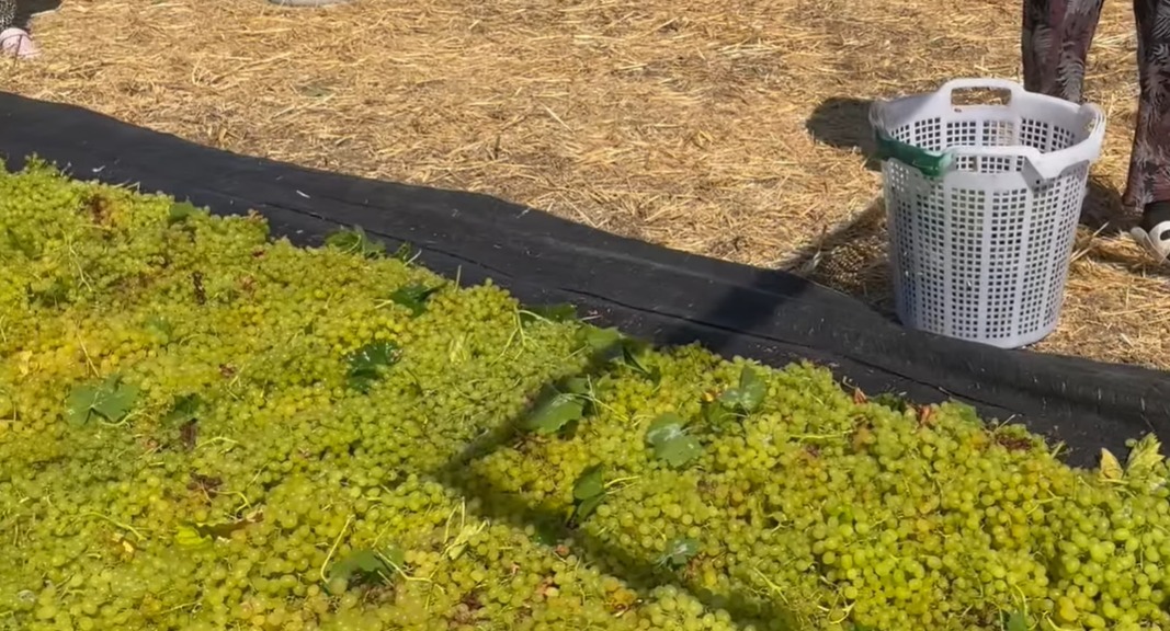 I M G 20250823 W A0004