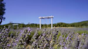Anksiyeteye Doğal Çözümi̇laçları Solladı