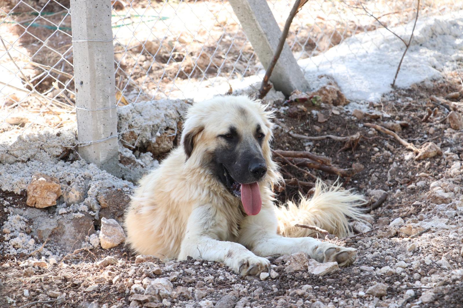 Bütün Türkiye Manisa’yı Örnek Alacak Sokak Hayvanlarına Dev Yaşam Alan (1)