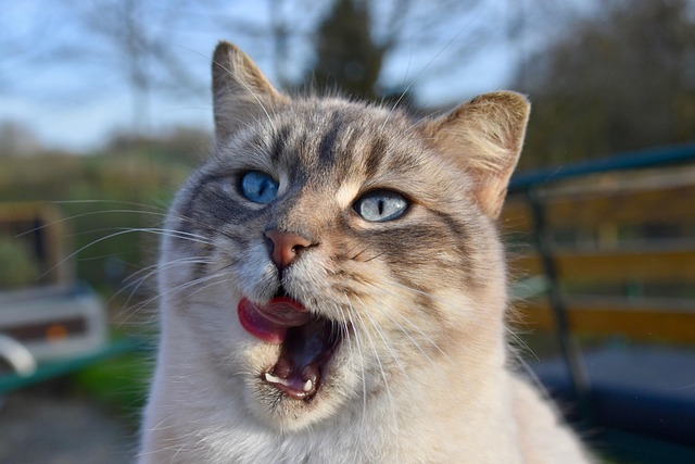 Kediler Neden Sürekli Esniyor (2)