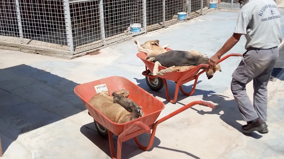 Manisa’da Hayvanseverleri Ayağa Kaldıran Görüntüler (1)