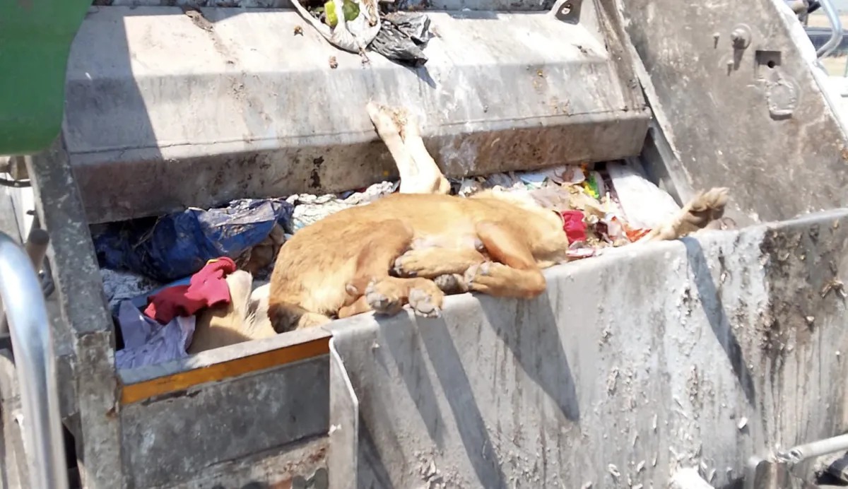 Manisa’da Hayvanseverleri Ayağa Kaldıran Görüntüler (2)