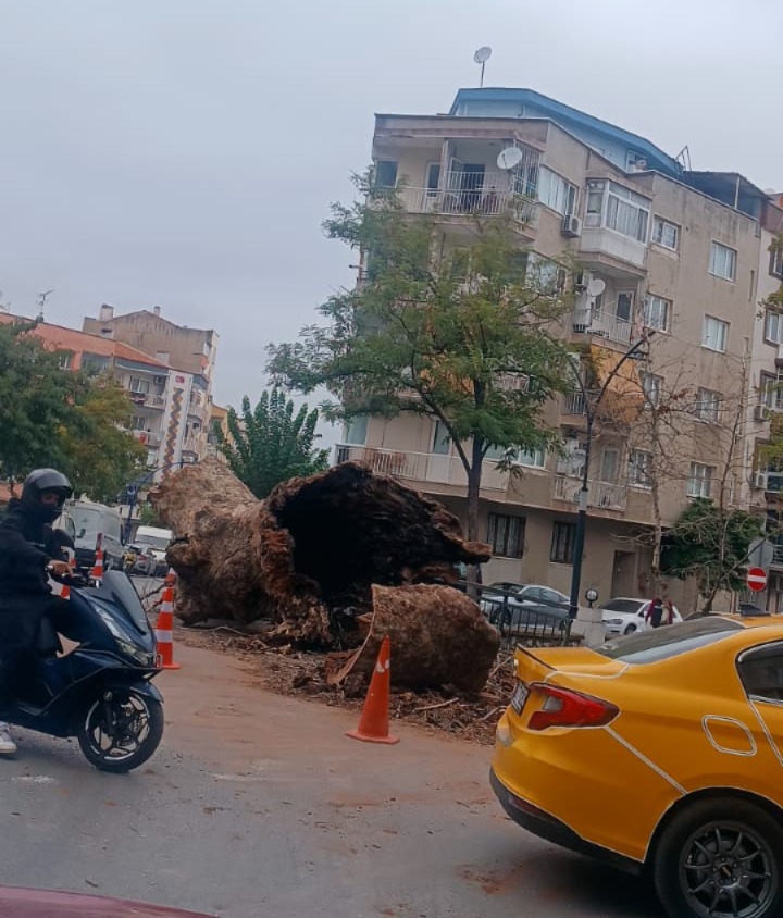 Manisa’da Tarihi Çınar Devrildi Spile Giden Yolda Trafik Felç Oldu (3)