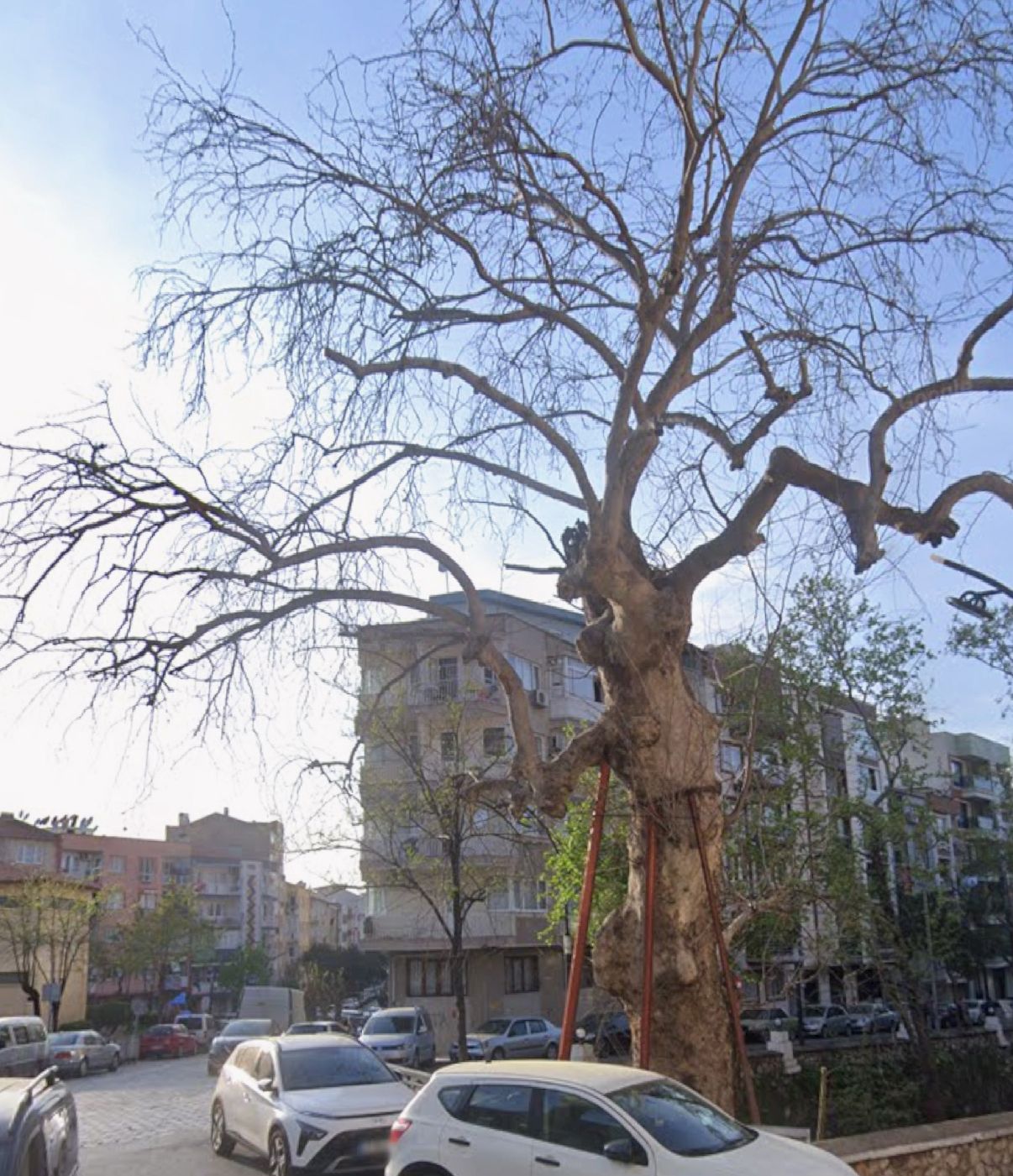 Manisa’da Tarihi Çınar Devrildi Spile Giden Yolda Trafik Felç Oldu (5)