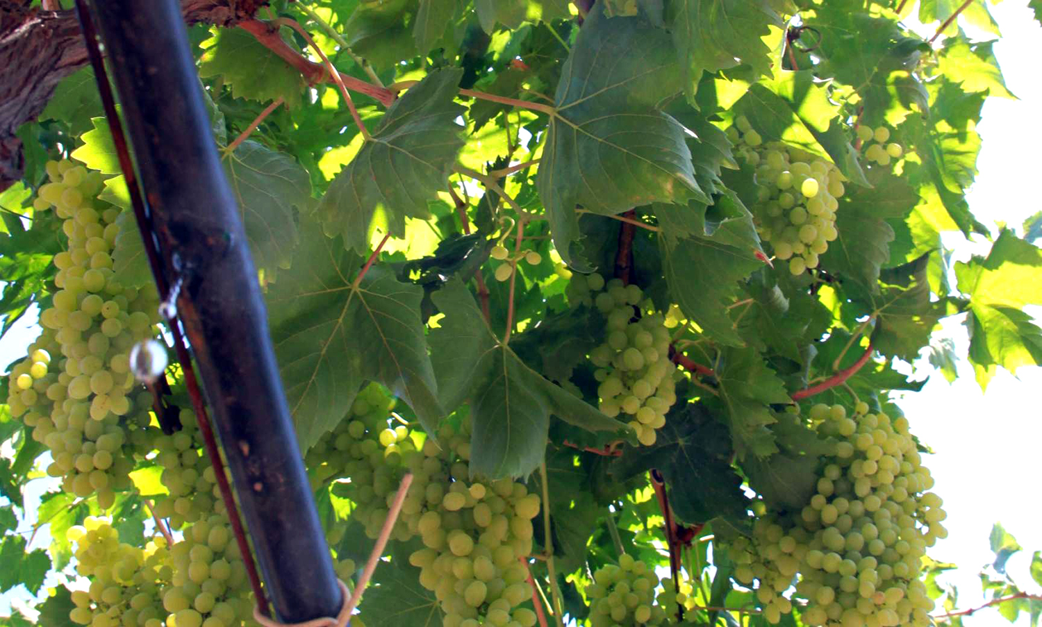 Elektronik Sayaçlar (4)