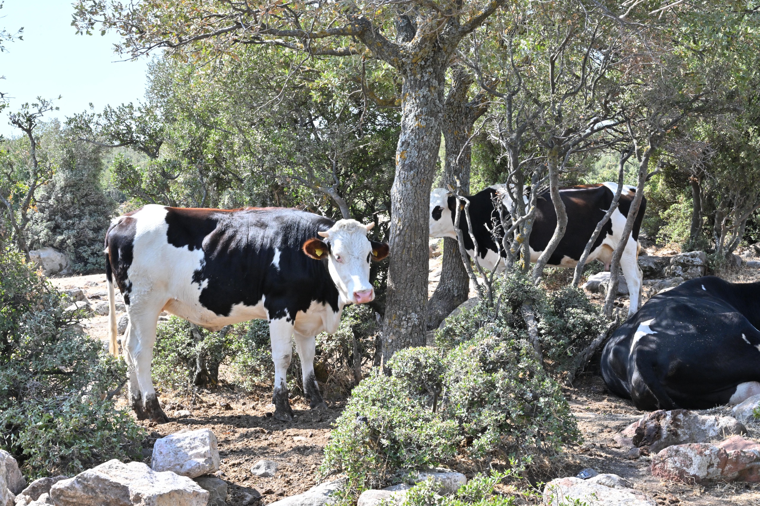 Göletler Temizleniyor, Kapasiteleri Arttırılıyor (10)