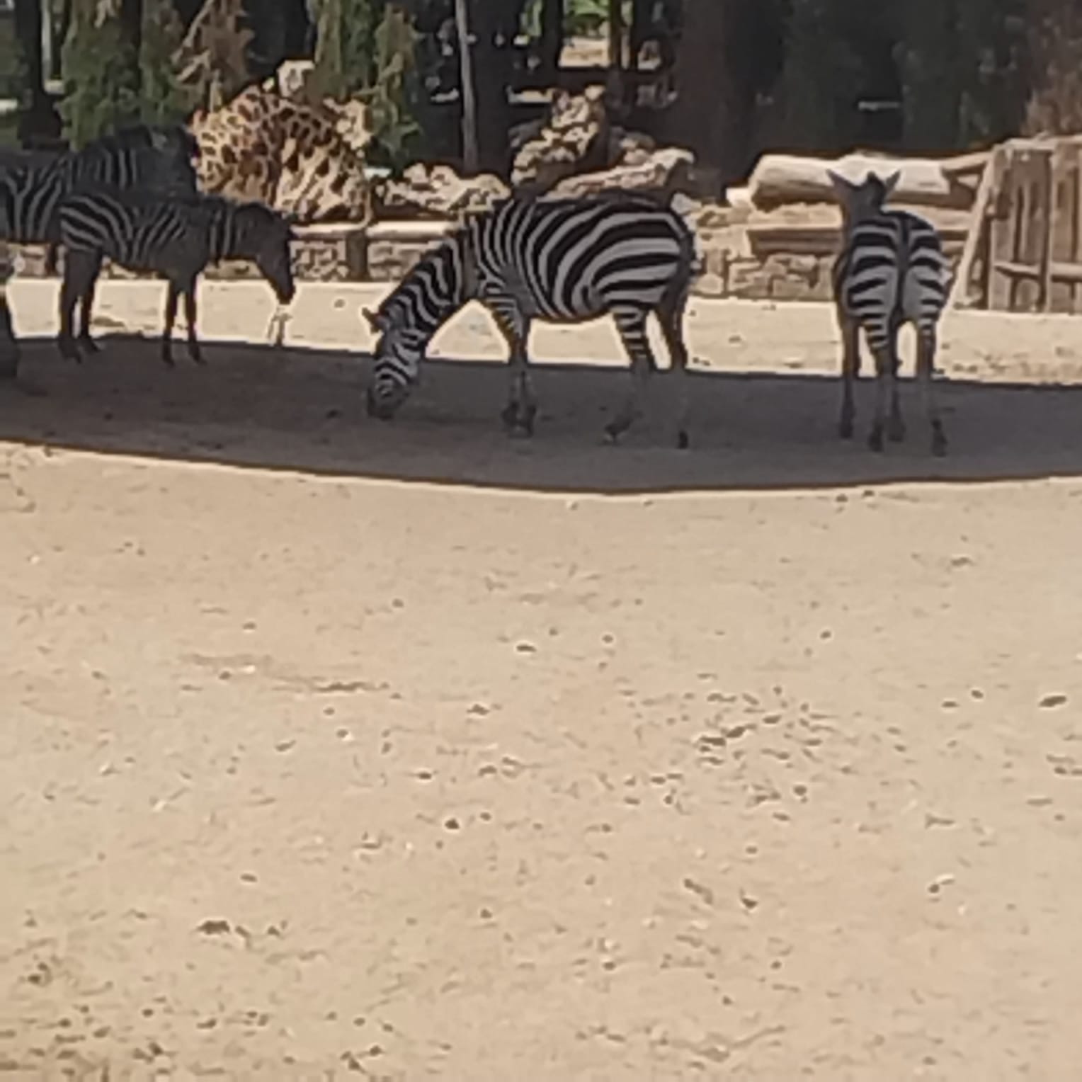 I M G 20250902 W A0030