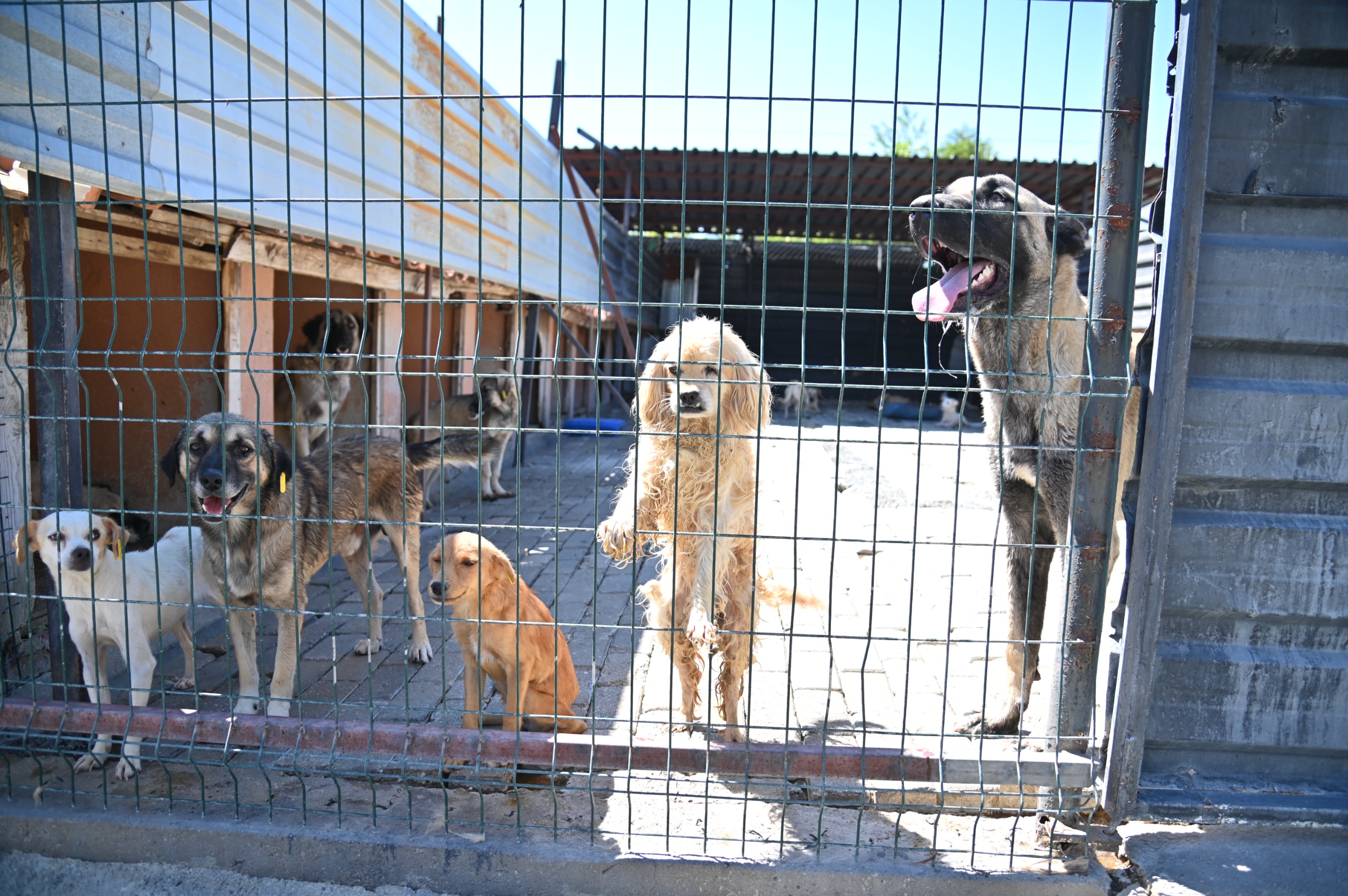 Sokak Hayvanları Komisyonu Kula’da Çalışmaları İnceledi (4)