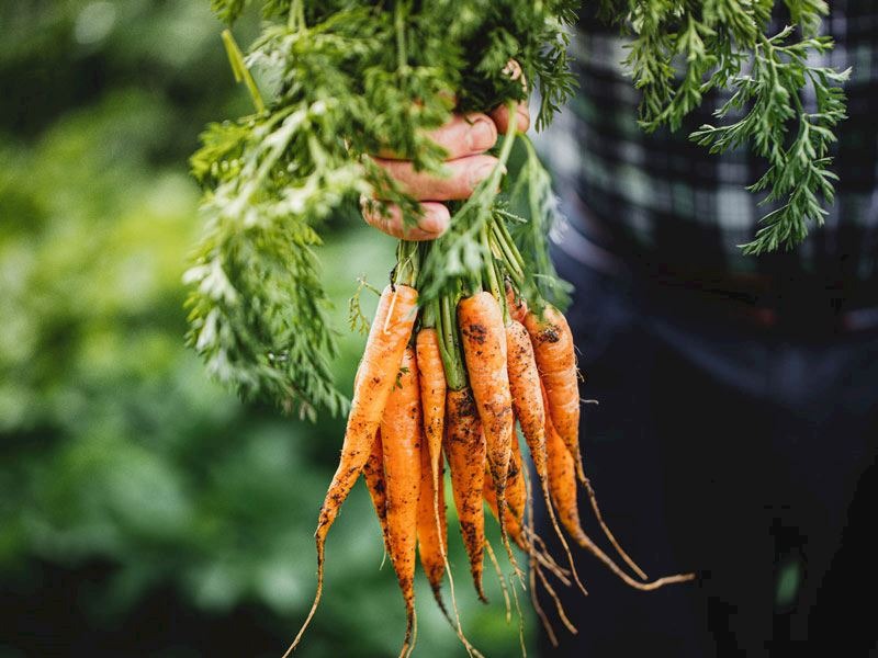 Günde 1 Tanesi Ömrünüze Ömür Katıyor (2)