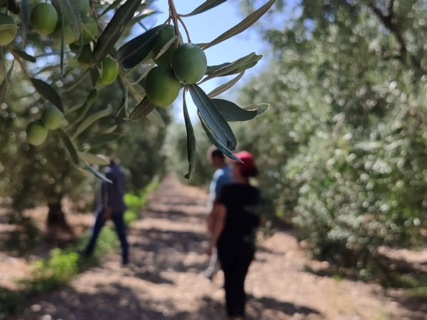 Manisa’da Zeytin Alarmı Rekolte Yüzde 60 Düştü! (1)