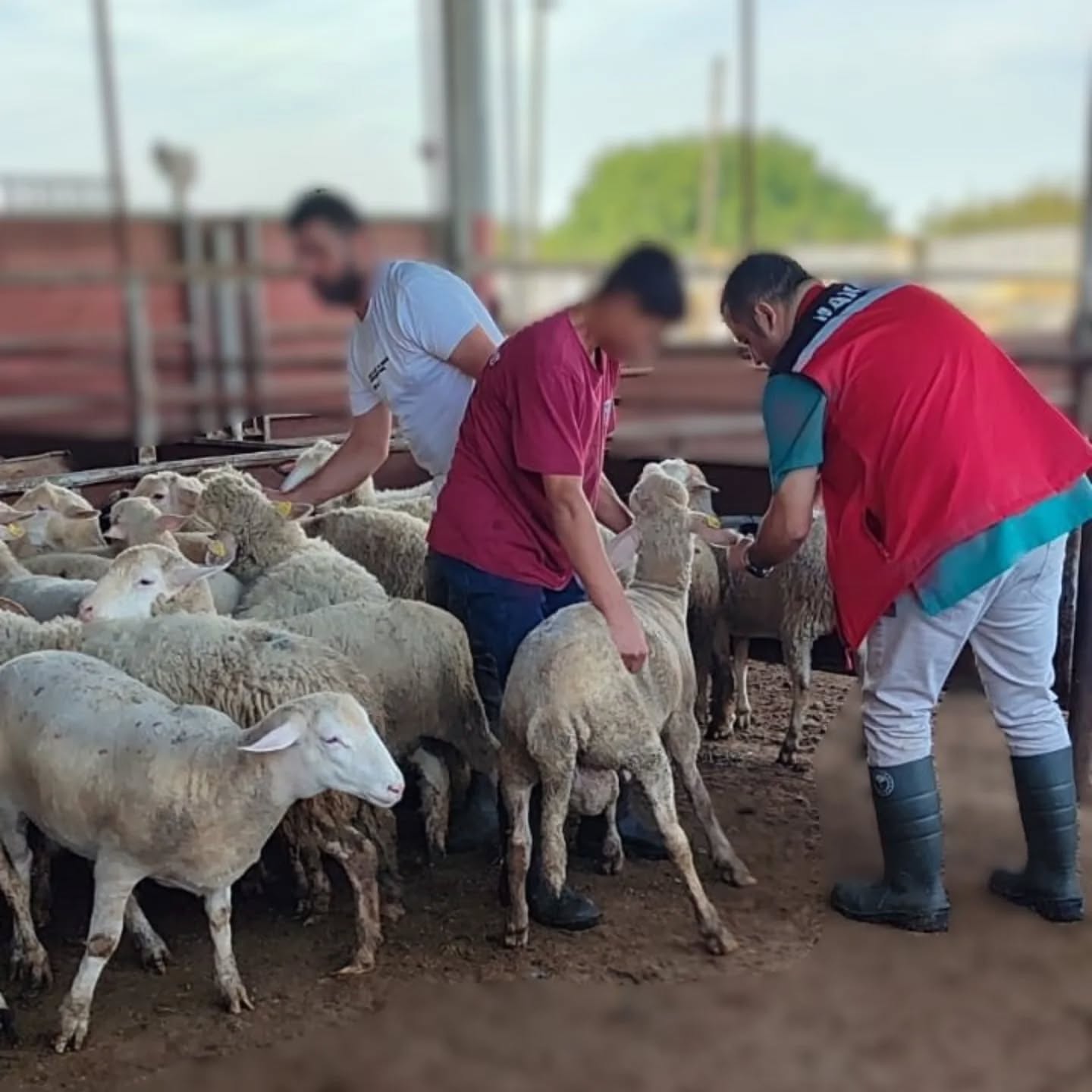 Manisa’da küpesiz hayvan taşıyan yandı: Para cezası var!