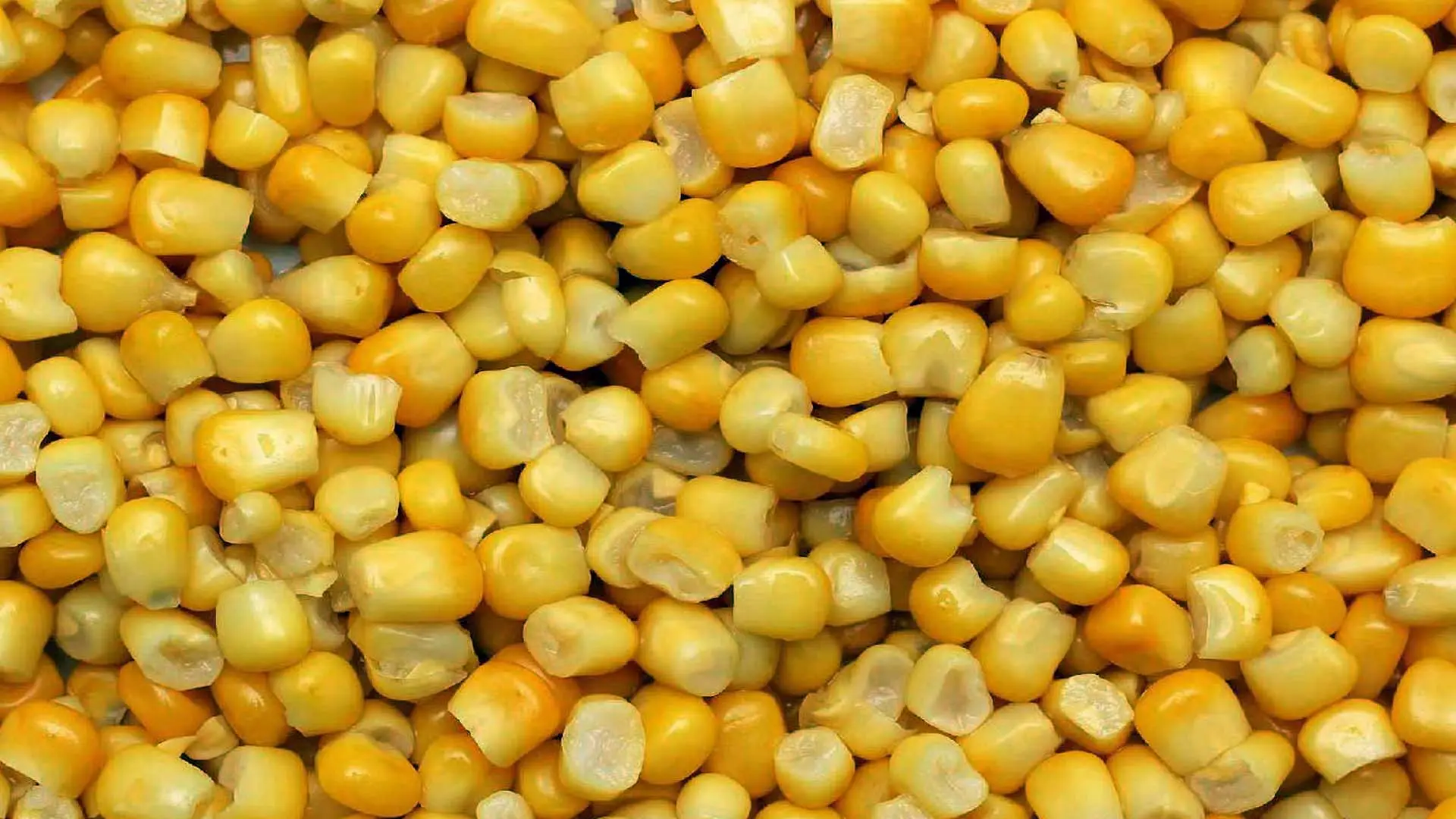 Manisa'da mısır hasadında son durum: Emin Özarı açıkladı